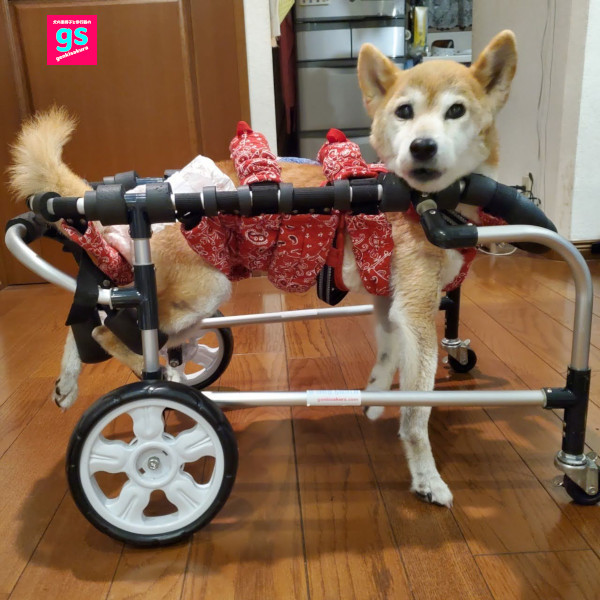 ゲンキサクラ【犬の車椅子・歩行器】製作工房