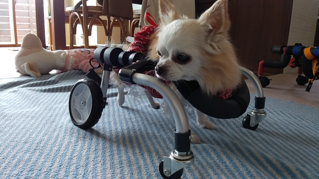 ゲンキサクラ【犬の車椅子・歩行器】製作工房