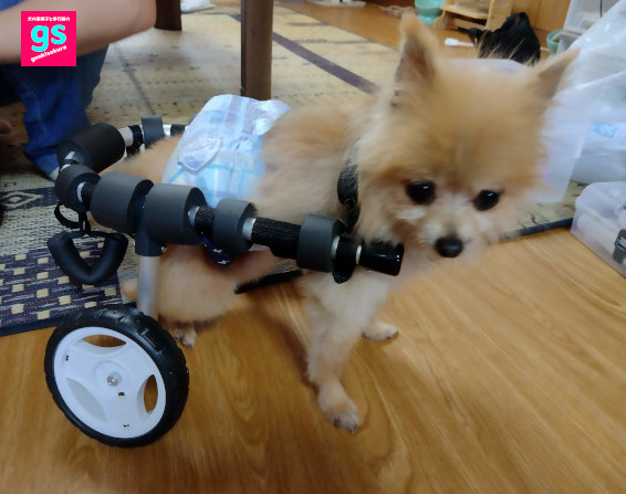 ゲンキサクラ【犬の車椅子と歩行器】製作工房