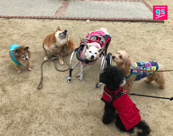 ゲンキサクラ【犬の車椅子と歩行器】製作工房