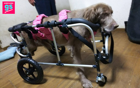 犬の車椅子工房ゲンキサクラ