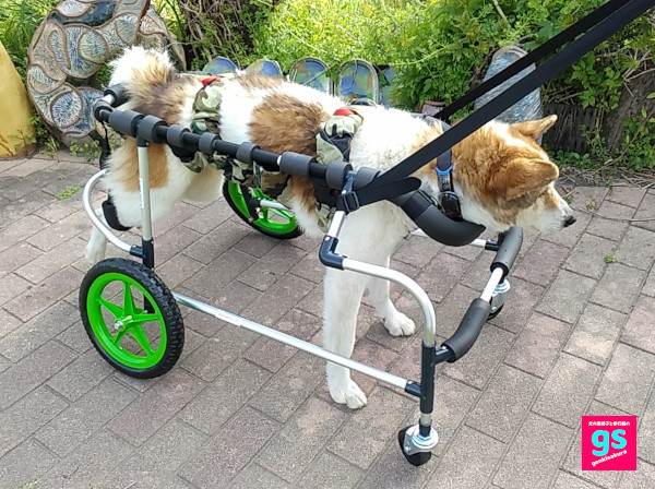 ゲンキサクラ【犬の車椅子と歩行器】製作工房