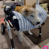 ゲンキサクラ【犬の車椅子と歩行器】製作工房