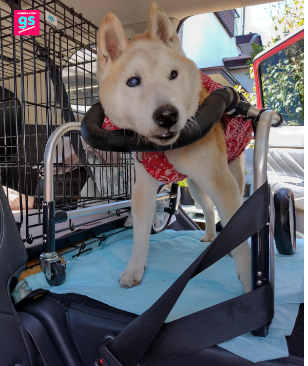 犬の車椅子・犬の介護用歩行器【ゲンキサクラ】