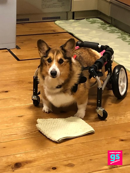 犬の車椅子・犬の介護用歩行器ゲンキサクラ