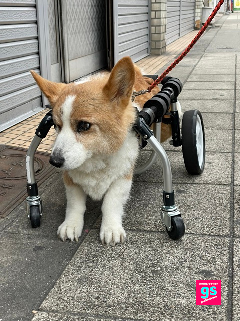 犬の車椅子・犬の介護用歩行器のゲンキサクラ