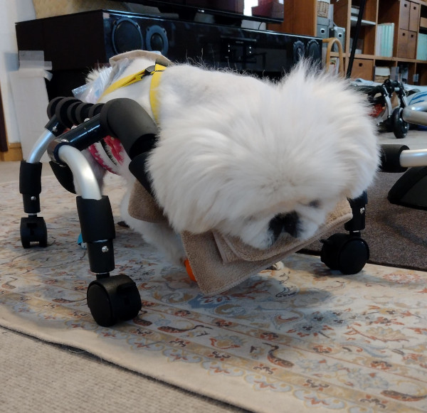 犬の車椅子と歩行器工房 ゲンキサクラ