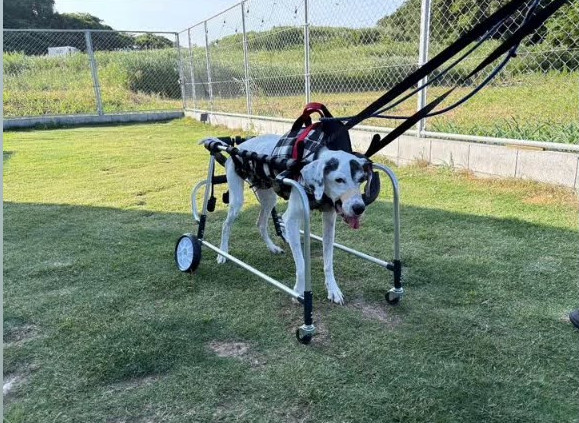 犬の車椅子と歩行器のゲンキサクラ
